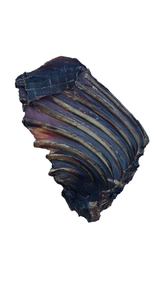 Large Kangaroo Rib Dog Treat