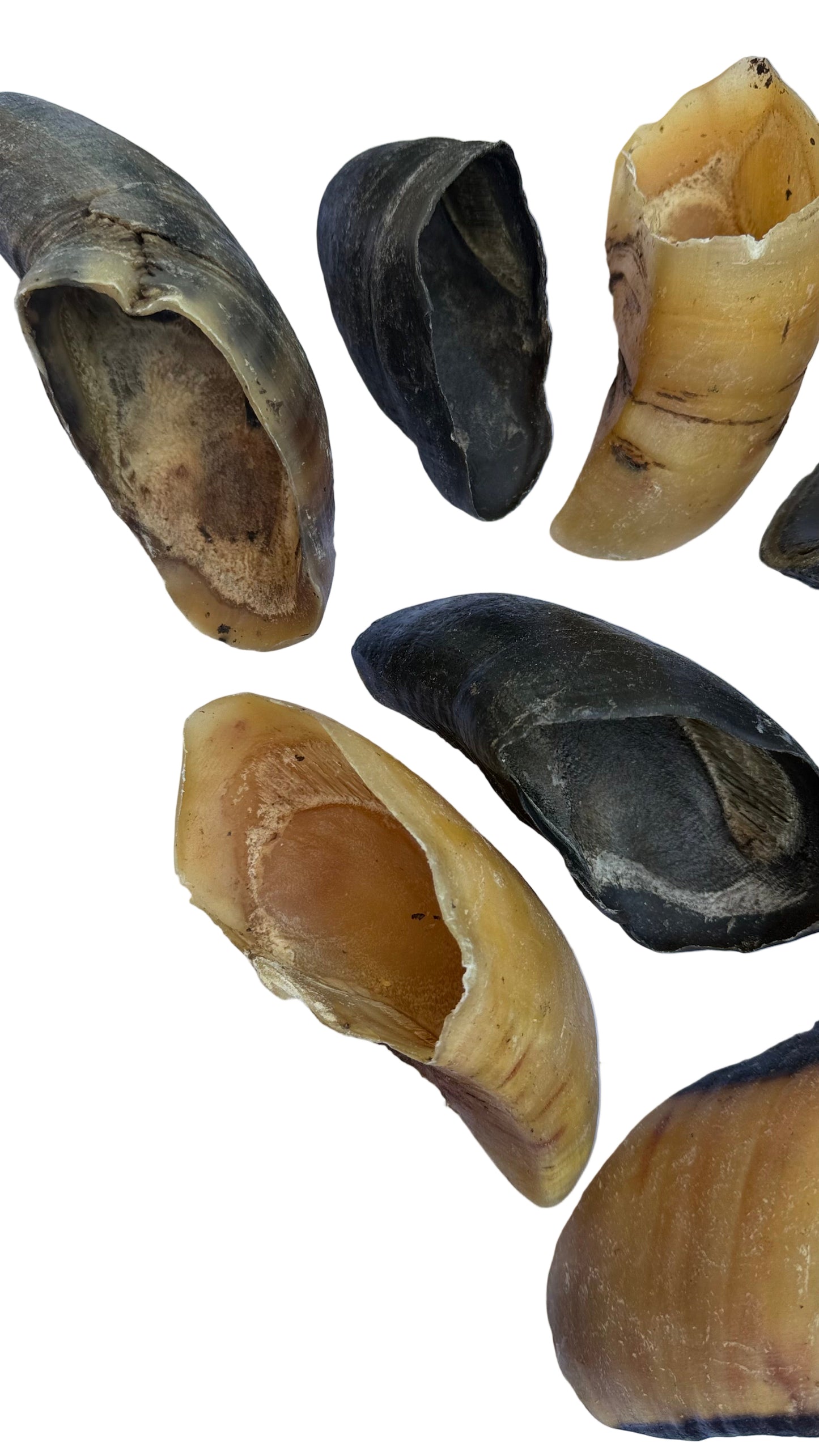 Beef Hoove Dog Treat