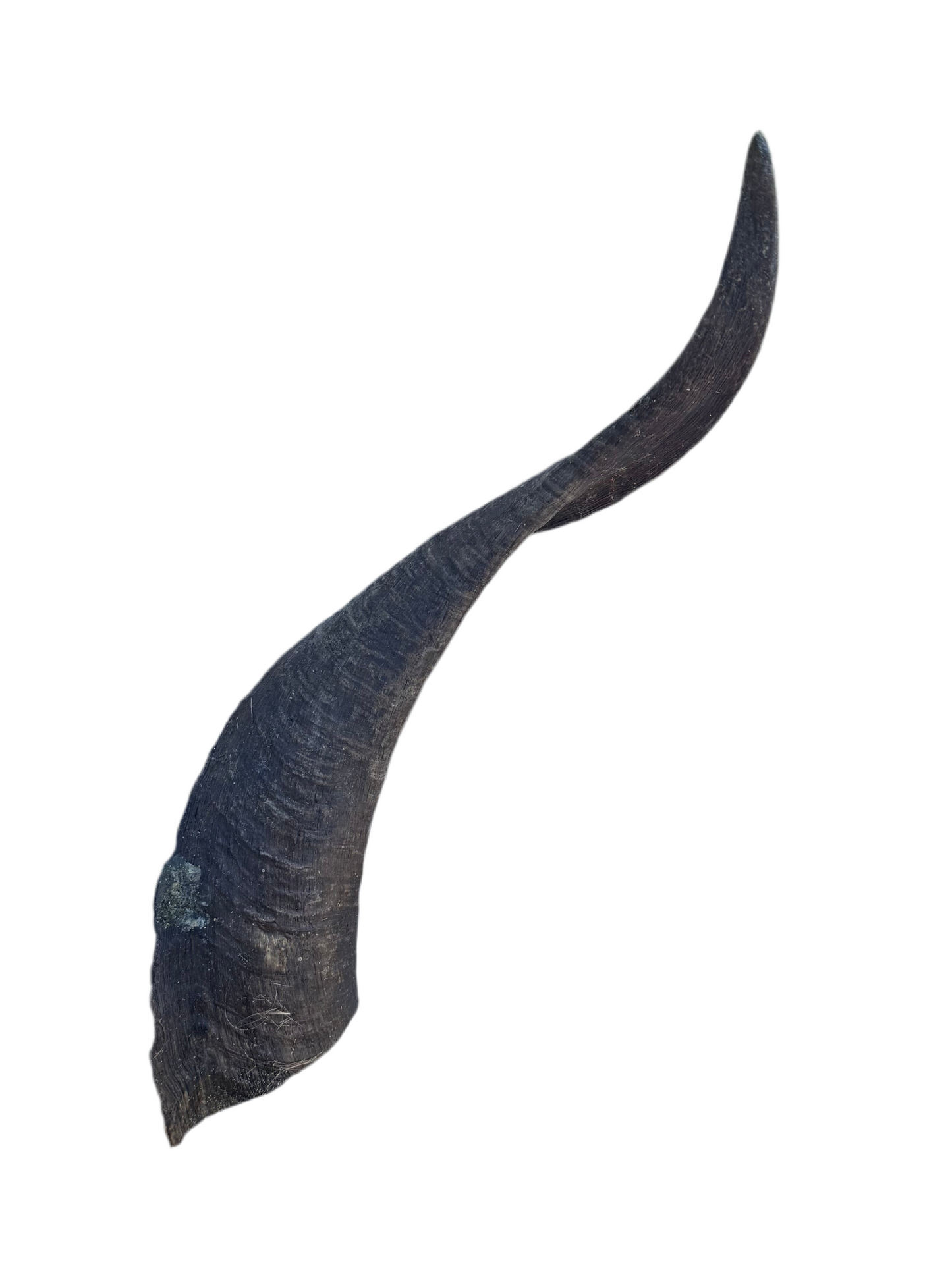 Large Goat Horn with Marrow Dog Treat
