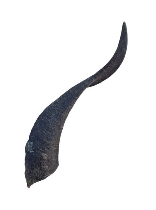 Large Goat Horn with Marrow Dog Treat