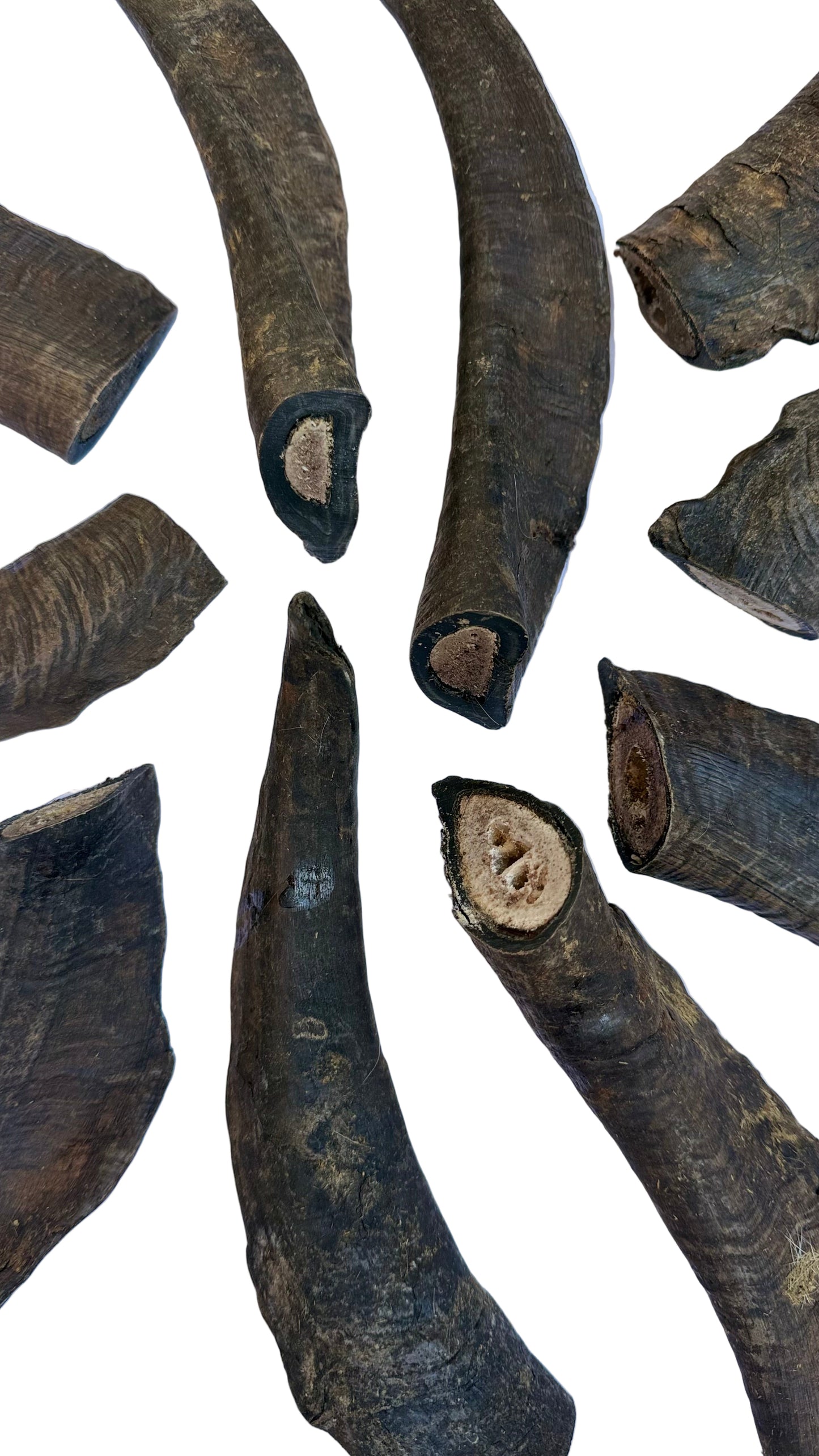 Large Goat Horn with Marrow Dog Treat